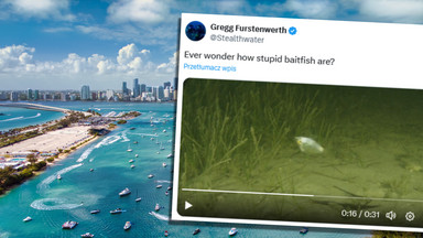 Niepokojące zachowanie ryb na Florydzie. Wirują w dziwnym szale