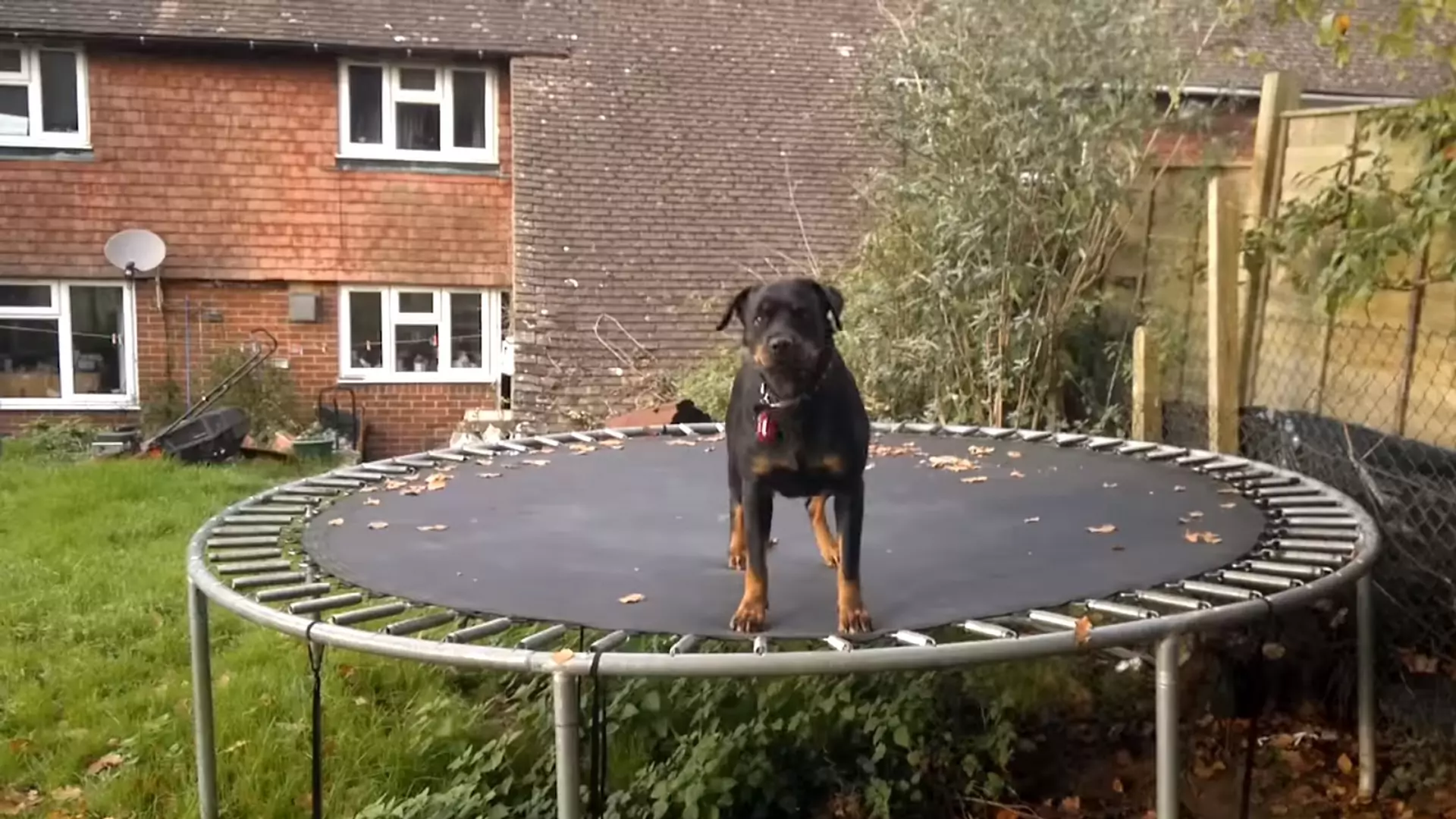 Ten pies jeszcze nigdy nie był tak szczęśliwy! Jego nową ulubioną zabawką została... trampolina