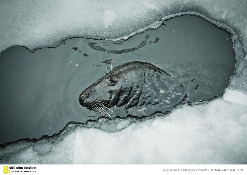 Najlepsze zdjęcia National Geographic 2012 - Profil - Tomasz Czarnecki