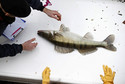 Workers check a pike perch caught during the draining of the Canal Saint-Martin in Paris