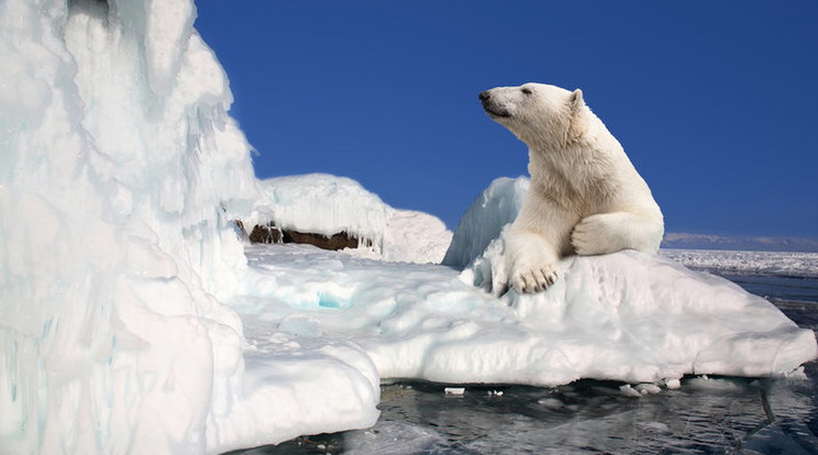 Ezt látja egy jegesmaci a klímaváltozásból/Fotó:Shutterstock