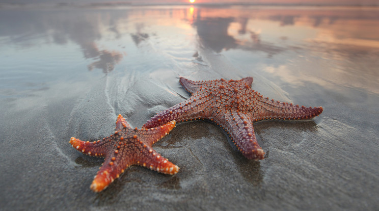 Tengeri csillag sétált a parton/Illusztráció: Northfoto