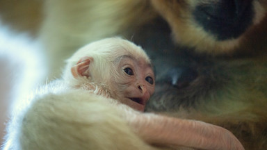 Sensacja we wrocławskim zoo. Narodziny gibona białopoliczkowego