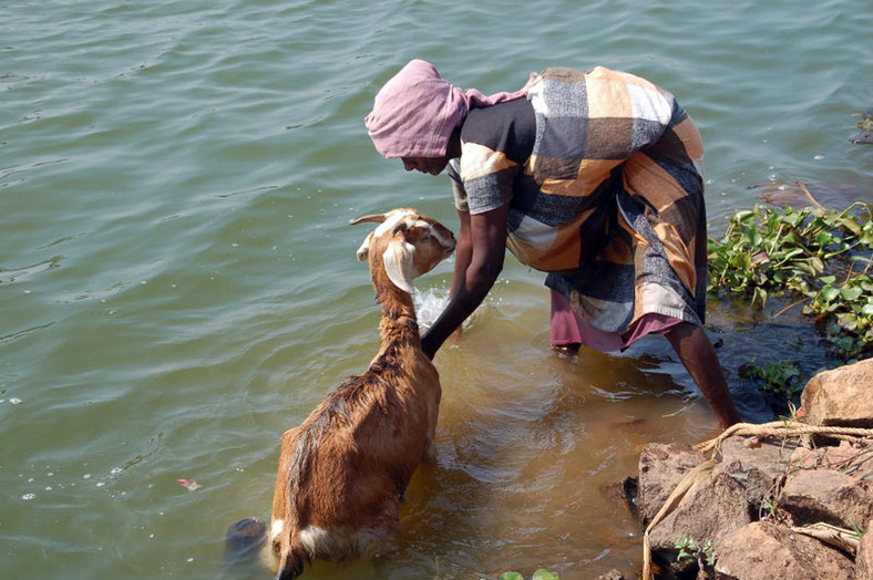 Podróż łodzią po rozlewiska Kerali pozwala na obserwację codziennego życia jej mieszkańców