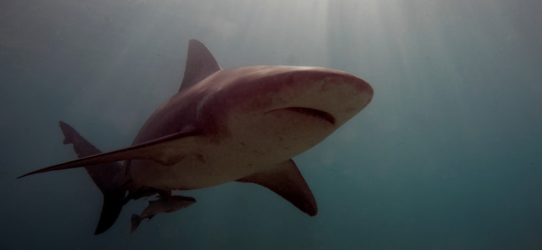 Turysta zaatakowany przez rekina zaledwie 10 m od brzegu