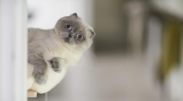 Ezért bámul téged a macskád zuhanyzás közben Fotó: Getty Images