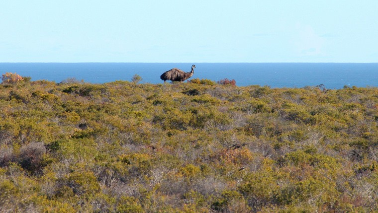 Australijska fauna