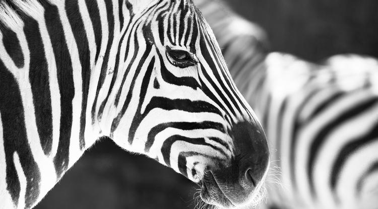 zebra