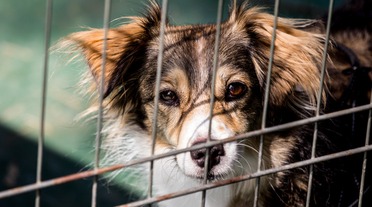 Kiéheztetett, rémült kutyák, akikre a legkegyetlenebb sors vár /Illusztráció: Northfoto