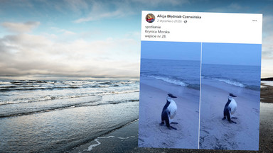 Pingwin na plaży w Krynicy Morskiej? "To niemożliwe"