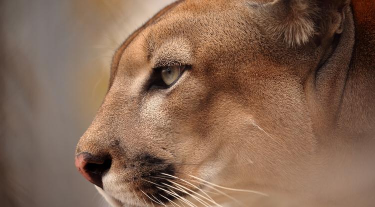 A keleti puma külön alfajnak számított.