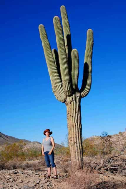 Galeria USA - Park Narodowy Kaktusów Saguaro, obrazek 15