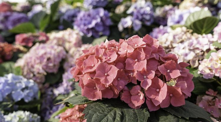 Erre kell odafigyelni, ha hortenziát ültetnél a kertedbe. Fotó: Getty Images