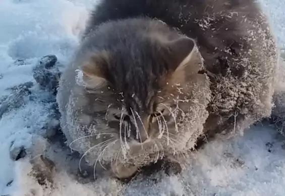 Kot przymarzł do lodu. Na szczęście ludzie przybyli z odsieczą
