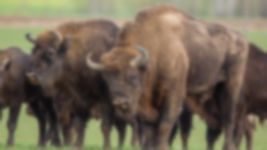 Żubr zabity z broni myśliwskiej. Sprawca precyzyjnie wyciął kawały mięsa