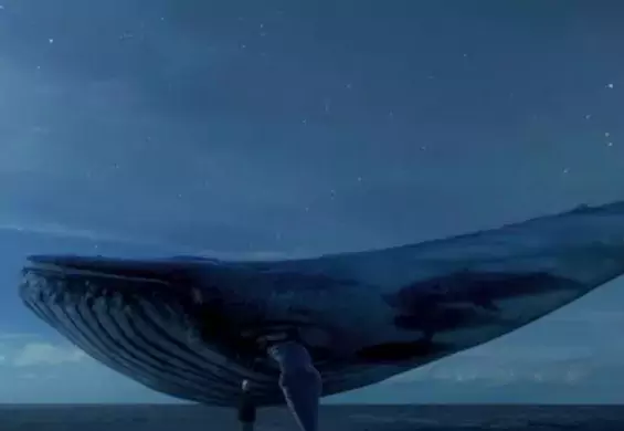 Nowa niebezpieczna zabawa w sieci. O co chodzi z "Niebieskim wielorybem"?