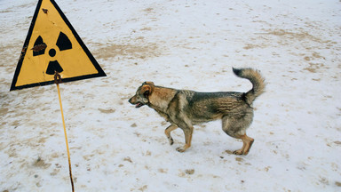Napromieniowane psy z Czarnobyla. Zaskakujące wyniki badań