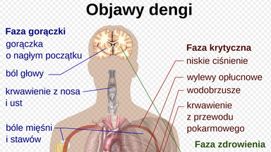 Ameryka Południowa zaatakowana przez dengę. "Ludzie robią domowej roboty spreje na komary"