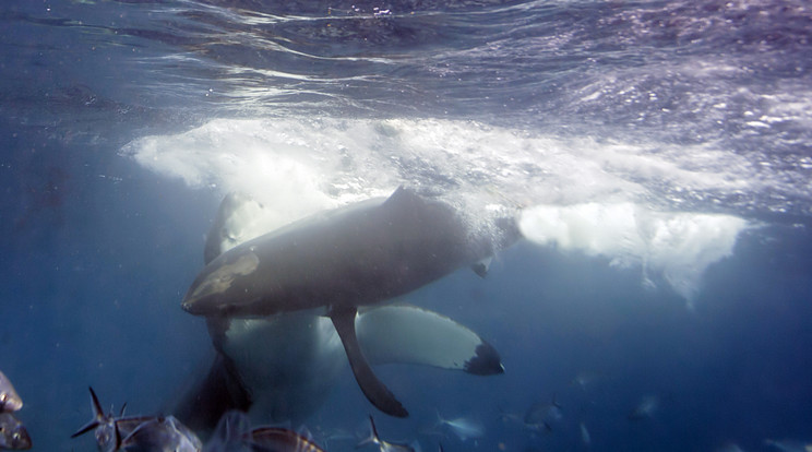 A nagy fehér cápa a világ legnagyobb vízi ragadozója / Fotó: Northfoto