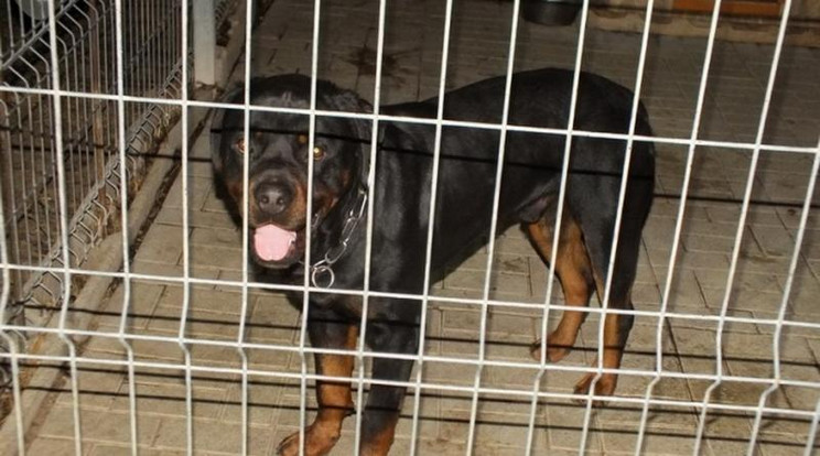 A rottweiler az édesanyja kezei közül tépte ki a kis Lénát / Fotó: police.hu