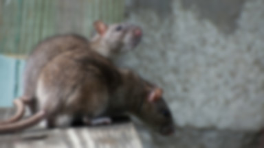Niemcy: strażacy uratowali szczura, który utknął w studzience