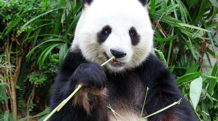42,8 grammal jött a világra a legkisebb pandababája / Fotó: Northfoto