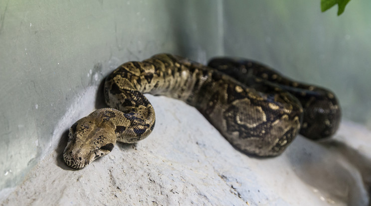 Egy boa constrictor, azaz közönséges óriáskígyó /Fotó: Northfoto