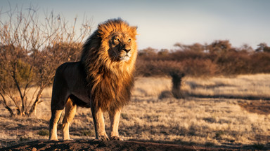 Lwy zaatakowały kłusowników. Ci polowali na nosorożce w rezerwacie