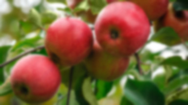 Sadownicy mają problem – koniec dopłat Unii do jabłek dotkniętych rosyjskim embargiem