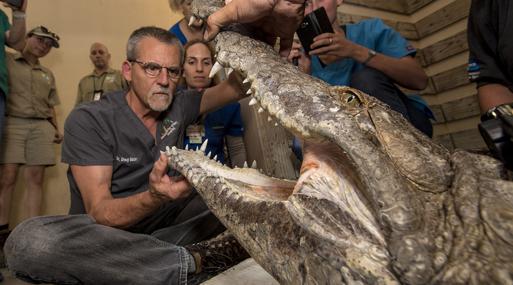 Az állatorvos bátran belesett a gyógyszerekkel lenyugtatott krokodil pofájába / Fotó: Profimedia RedDot