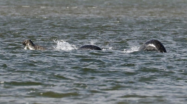 A képen látható élőlényt a Loch Ness partjáról kapták lencsevégre – most Kínában is hasonló teremtményt láttak / Fotó: Northfoto