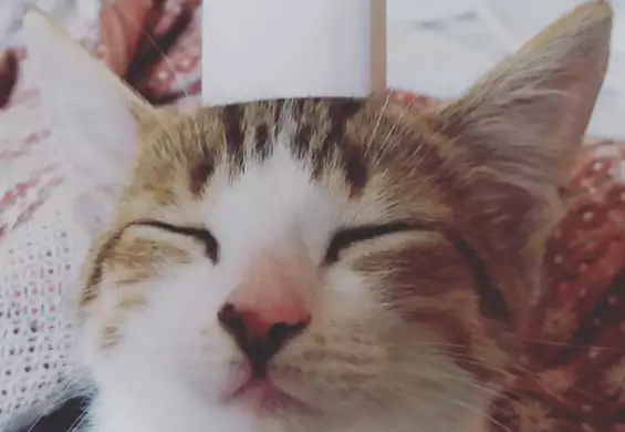 13 małych kotków, które poprawią ci humor nawet w najgorszy dzień