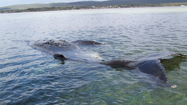 Australia: wysadzili chorego wieloryba