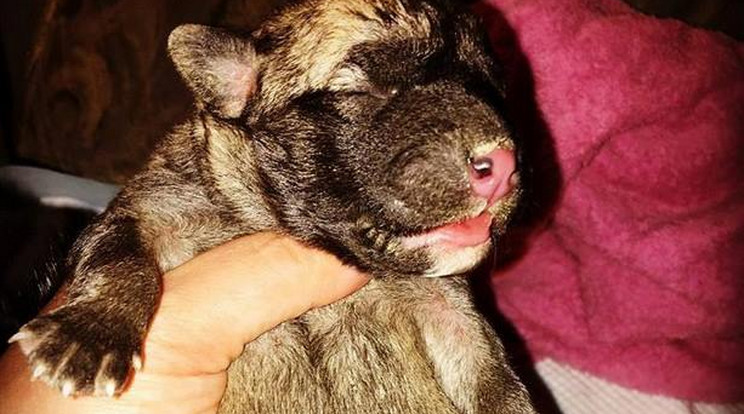 A párnapos kiskutyát egy állatbarát mentette ki a Dunából /Fotó: NOÉ Állatotthon Alapítvány - Facebook