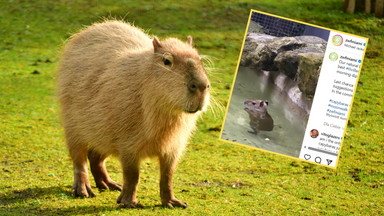 Tańcząca kapibara podbiła internet. W końcu doczekała się imienia