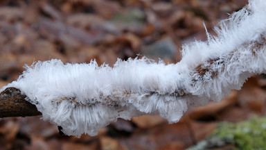 Leśnicy: "lodowe włosy" na drewnie to znak obecności grzyba