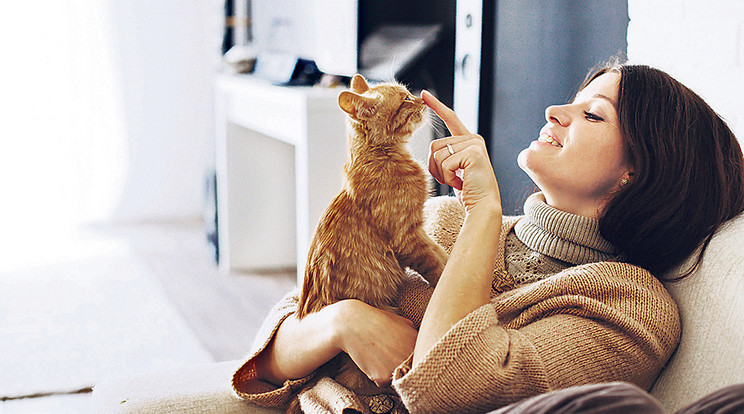 Kutatások szerint a macskák erősítik a szívünket /Fotó: Shutterstock