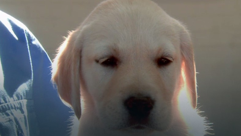 Więźniowie i młodzież z poprawczaka zaopiekują się szczeniakami ze schroniska