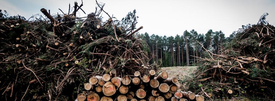 W 2021 r. Polska wyeksportowała około czterech milionów metrów sześciennych drewna. Organizacje ekologiczne od dawna alarmują, że lasy są wycinane nadmiernie, a pod piłami znikają też drzewa z obszarów cennych przyrodniczo
