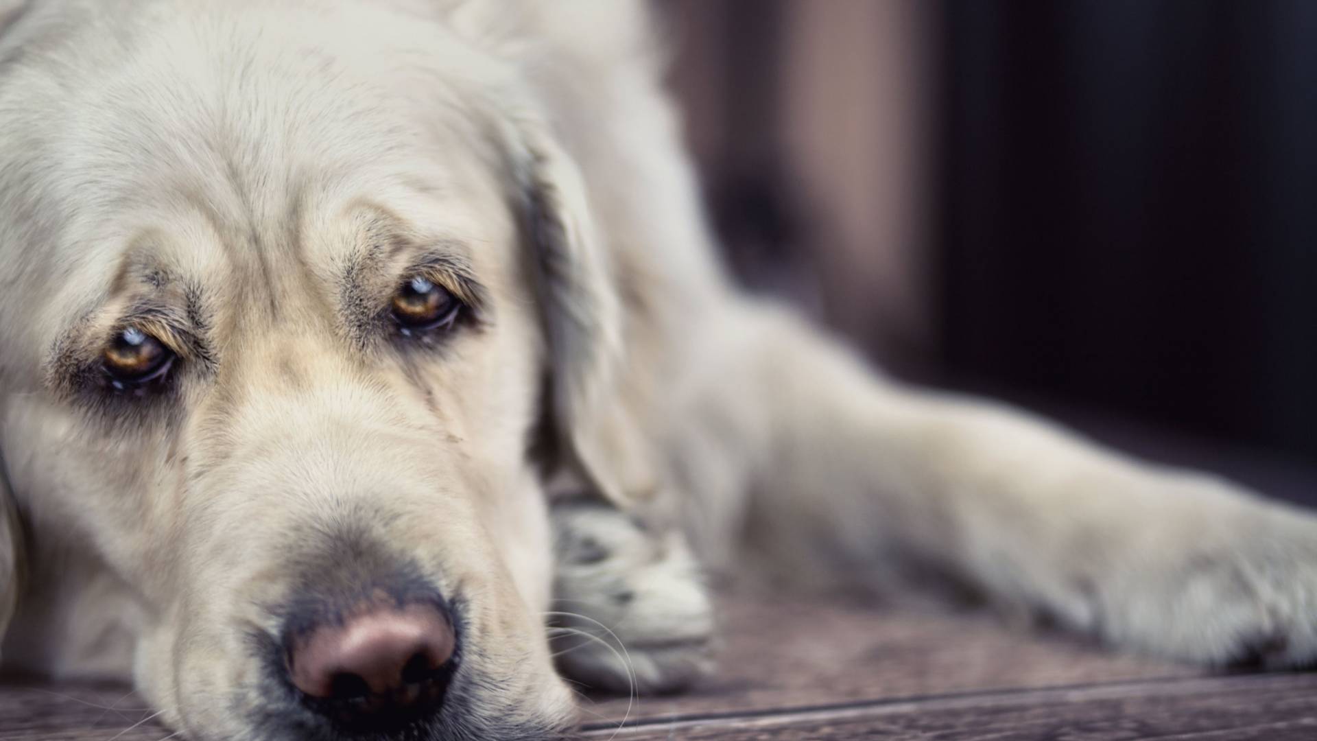 10 stvari koje bi vam vaš pas rekao ali ne ume