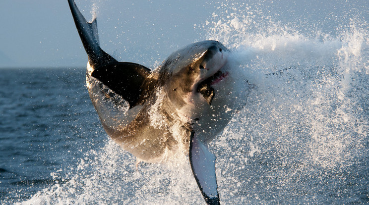 capaŐsi cápafaj fogait azonosították / Illusztráció: Northfoto