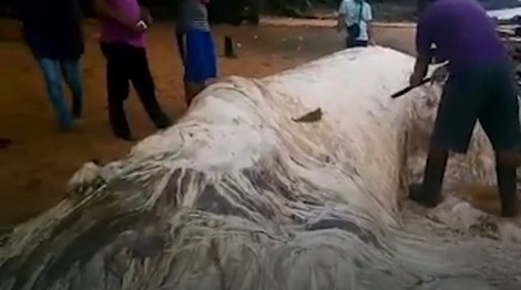 "Dlakavo" čudo na obali Filipina