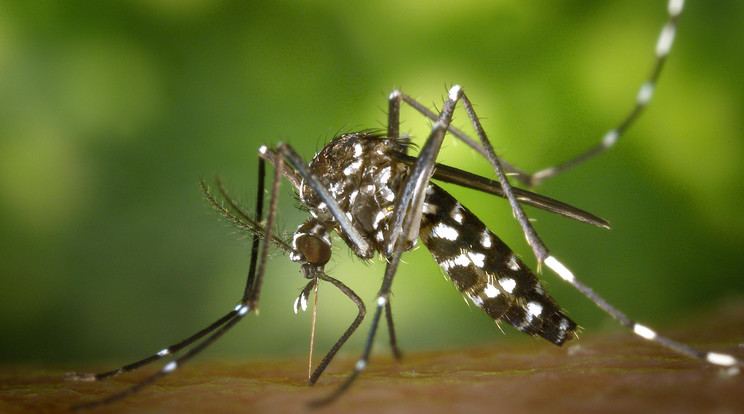 Újabb betegségek jelenhetnek meg az idei szúnyogszezonban /Illusztráció: Pexels