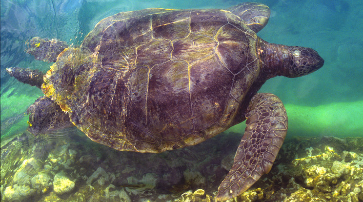 Egy tengeri teknős egy leszállópályára rakta le a tojásait / Illusztráció: Northfoto