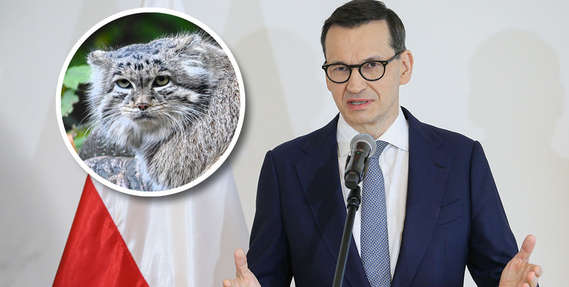 Polski manul zdyskwalifikowany. Głos zabrał nawet Mateusz Morawiecki