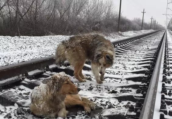 Pies ochrania własnym ciałem drugiego psa przed nadjeżdżającym pociągiem
