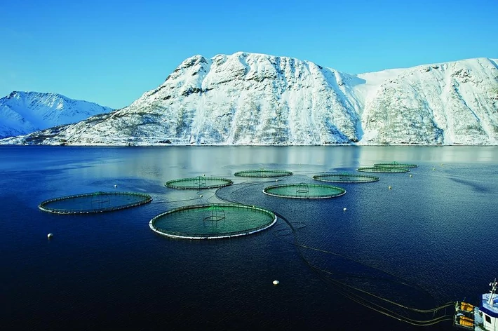 Farmy łososia w Norwegii