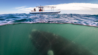 Niezwykłe zdjęcie Justina Hofmana - wieloryb obserwuje łódź czyli nurkowanie z wielorybami na półwyspie Valdes w Argentynie