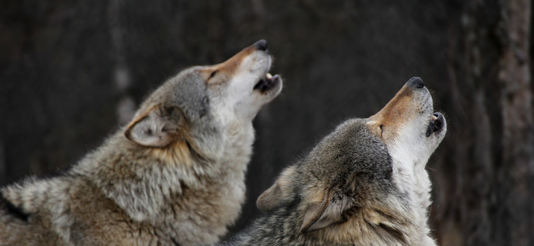 Dlaczego psy szczekają, a wilki (raczej) nie? Wyjaśniamy