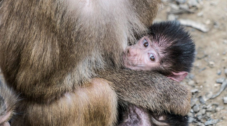 Az anya egyelőre mindentől óvja a kicsit /Fotó: Nyiregyházi állatpark